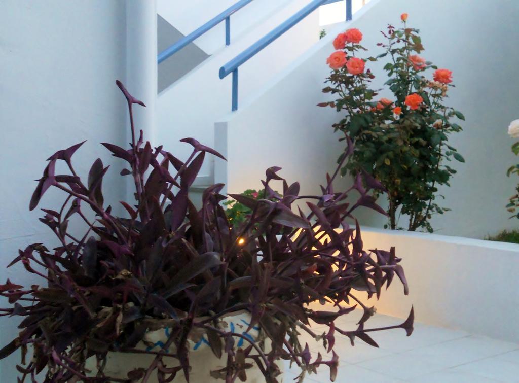 Dimitra Apartment Hotel Skafidia Exterior photo